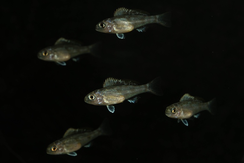 Cunningtonia longiventralis 'Ulwile Island'
